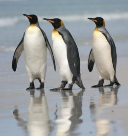 Falklands_3_Penguins.jpg