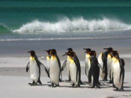 Falklands_Penguins.jpg
