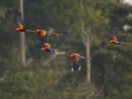 Tambopata_Flying_Parrots.jpg
