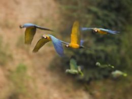 Tambopata_Research_Centre_Flying_Parrots.jpg
