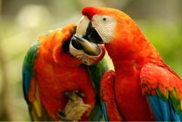 Two_Parrots_Kissing.jpg