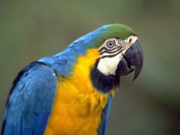 Amazon_Blue__Yellow_Parrot.jpg